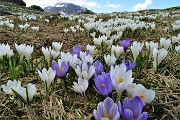 02 Distese di crocus bianco-violetti al Monte Campo (1870 m) 